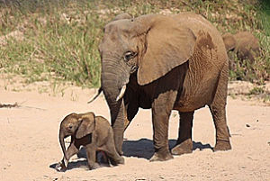 elephant,baby elephant,running