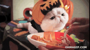eating,cute,cat,funny,animals,halloween,cheetos,animal halloween,halloween animals