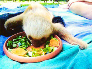 eating,sloth