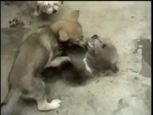 playing,wolf,cub