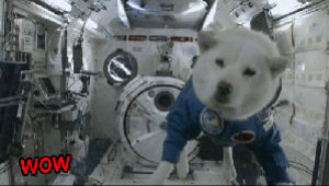 doge,space