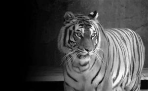 tiger,roar,fangs