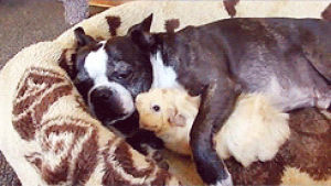guinea pig,dog,animals,hug,sleeping,boston,terrier,greendale,animals spooning