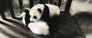 cute,animals,panda