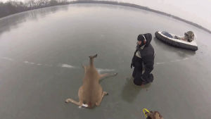 hovercraft,ice,deer,stranded