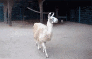 Llamando razon llama GIF en GIFER - de Wrathrunner