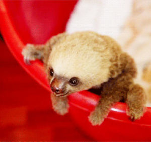 sloth,climbing,animals,baby,grabbing