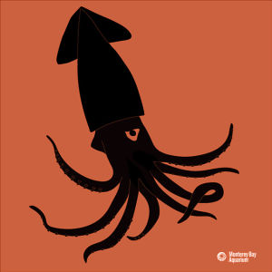 squid,diablo rojo,halloween,trick,treat,trick or treat,deep sea,pota,jumbo squid,dosidicus gigas,humboldt squid,jumbo flying squid