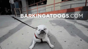 art,dog,animals,running,bull,pasquale,barkingatdogs