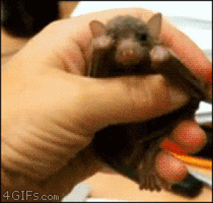 bat,baby,yawn,animals,cute,sleepy