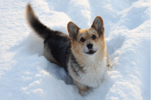 corgi,dog,snow,puppy