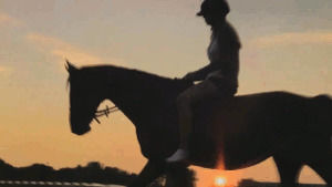 horses,light,horse,sun,sunset,sunrise,equine,eqestrian
