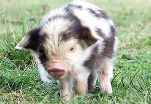 pig,piglet,this little piggy