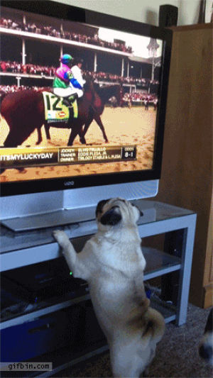 pug,tv,horse,tries