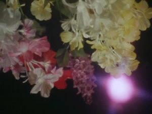 flowers,flower,flashing spectrums
