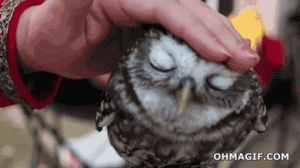 relaxed,owl,funny,animals,cute,calm,hoot