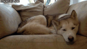 sleeping,cat,dog,chair,husky,curling up