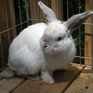 rabbit,bunnies,bunny,rabbits,cute bunnies,pancakes,cute animal,cute bunny,cute rabbit,georgia house rabbit society,ghrs,cute rabbits