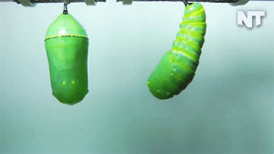 caterpillar,butterfly,animals,news,monarch butterfly,insects,metamorphosis,nature,weird,hd,nowthis,now this news,time lapse,gifset,nowthisnews,monarch