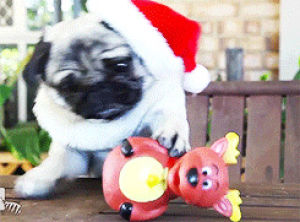 christmas,holiday,dog,santa,pug,animal christmas