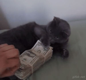 money,sick,cats,truth