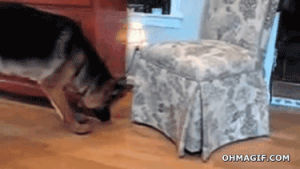 funny,cat,dog,animals,scared,stop,chasing,sniffing,peeping,pouncing,backing up