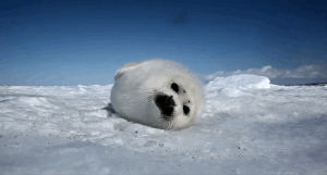 snowy,baby seal,animals,cute,animal,baby,adorable,snow,snowing,seal,pup,seal pup,mine seal