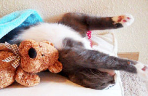 teddy bear,cat,animals,kitten,stretching,pawing