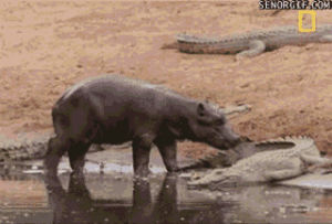 crocodile,cat,animals,kitten,cats,just,aww,relax,hippo,cat s,trying,bothers,tumblr cat