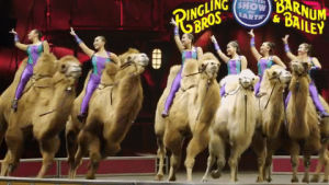 circus,camels,ringling bros,robert stripka,desert goddesses,barnum bailey