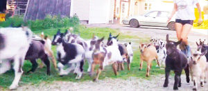 parkour,set,baby,goats,stampede,babygoatsandfriends