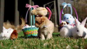 easter,spring,dog,cute,animals,bird,flying,rabbit,costume,costumes,chick
