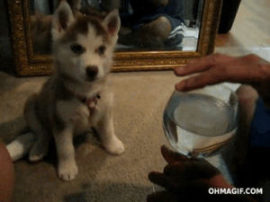 neck,siberian husky,funny,cute,dog,puppy,adorable,glass,stare,mixed,bend,funny puppy