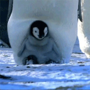 wildlife,animals,adorable,penguins
