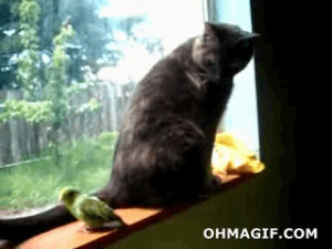 funny,cat,animals,bird,playing,parrot,biting,don reed
