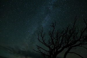 sky,tree,stars