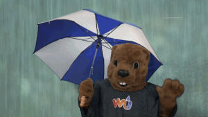 poncho,umbrella,cat,dog,rain,weather,environment,wu,groundhog,weather underground,wunderground,wilde maus