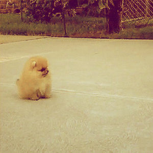 pomeranian,court,adorable,dog,animals,running,dog jumping,death by cute