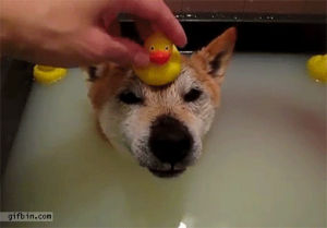 dog,head,duck,rubber