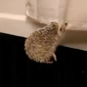 hedgehog,shower,curtain,attempts