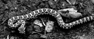 black and white,snake