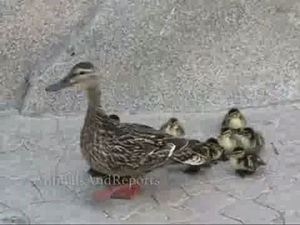 ducklings,ducks,cute,dumb idiots