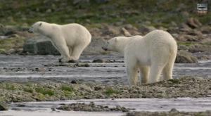 polar bear,arctic,animals,bear,featured,fa,radivs,ursus maritimus,201501,20150109,201501w2