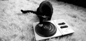 kitty,cat,black and white,dj,black cat,party cat,turn tables,black kitty