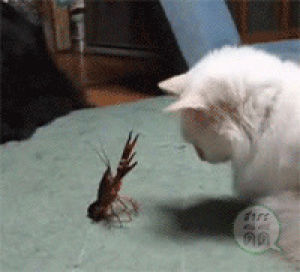 animals,fighting,rgifs,scorpion,cat,vs,crawdad