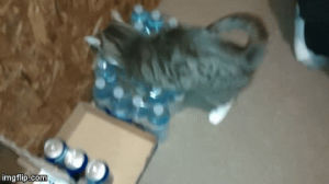 water,kitten,gets,surrounded