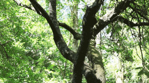 cinemagraph,tree