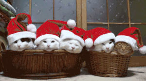 christmas,cats,hats,baskets