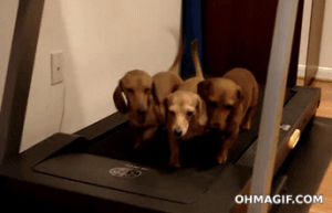puppies,funny,cute,dog,nature,sharing,treadmill,exercising,funny puppy