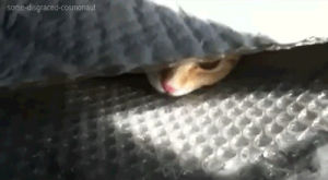 cat,animals,cute,kitten,gtfo,hiding,sheet